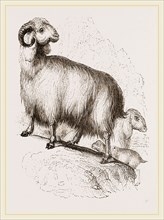 Long-eared Syrian Goat