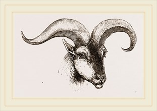 Head of Armenian Argali