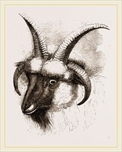 Head of Four-horned Ram