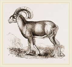 Mouflon of Corsica