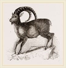 Ibex