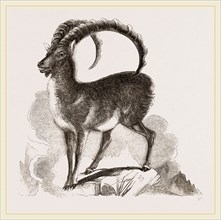 Ibex