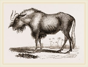 Gnu