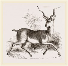 Indian Antelope