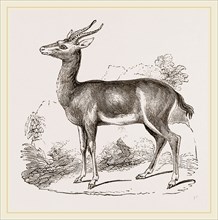 Dorcas Gazelle