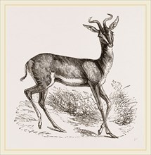 Soemmering's Antelope