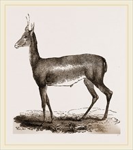 Blessbok