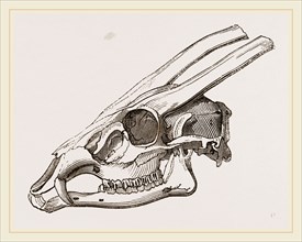 Skull of Muntjak