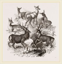 A Stag and the Roebuck