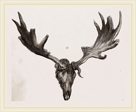 Fossil elk of Ireland