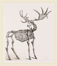 Skeleton of Fossil Elk