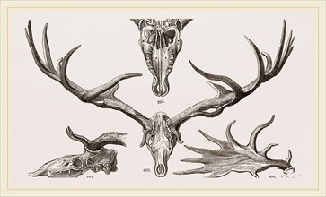 Fossil Elk