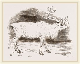 Rein-Deer