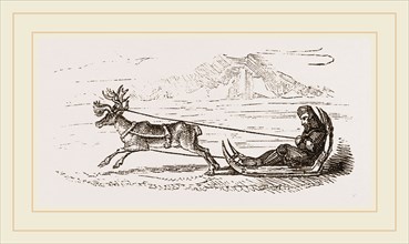 Rein-Deer harnessed to a Sledge