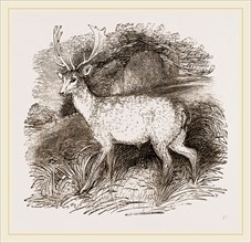 Fallow-Deer