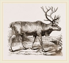 Rein Deer