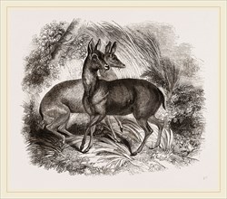 Musk-Deer