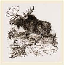 American Elk