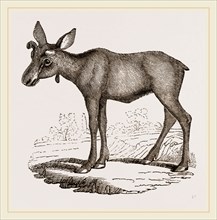 Moose-Deer