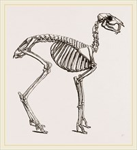 Skeleton of Musk-Deer