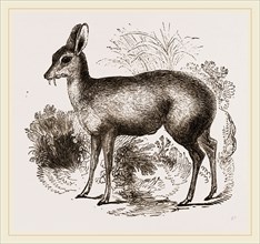 Musk-Deer