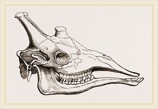 Skull of Giraffe