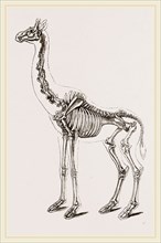 Skeleton of Giraffe