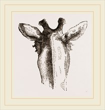 Back view of Giraffe's Head