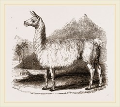 White Llama