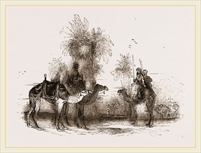 Mounted Camels