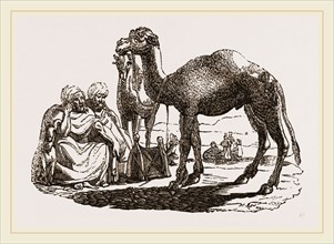 Halt of Camels