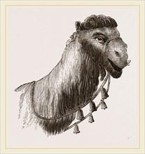 Head of Camel
