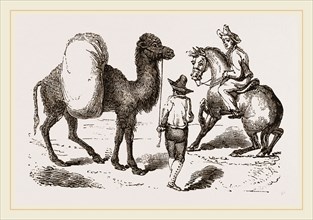 Camel and Horse