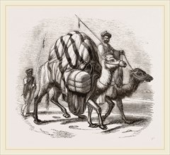 Loaded Camels