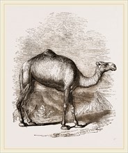 Swift Camel