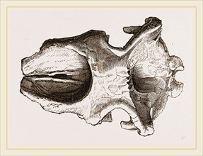 Skull of Dinotherium