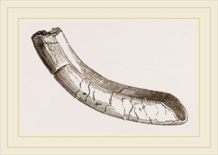 incisor of lower-jaw Toxodon