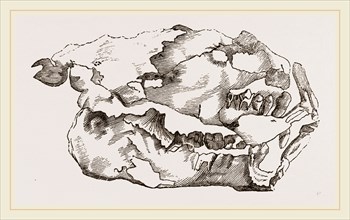 Skull of Fossil