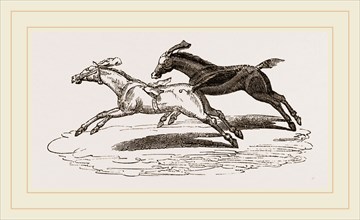 Italian Horse-Racing