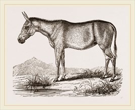 Mule