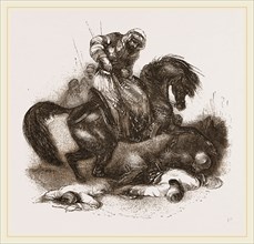 Arabian war-horse