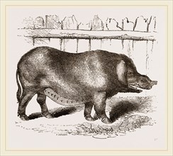 Domestic Hog