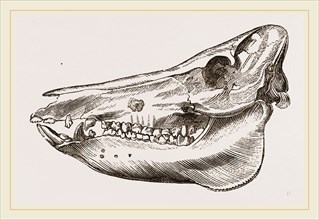 Skull of the Ilog