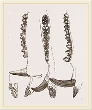 Teeth of Collared Peccary