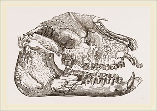 Skull of Palaeotherium magnum