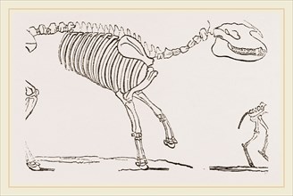 Skeleton of Palaeotherium magnum