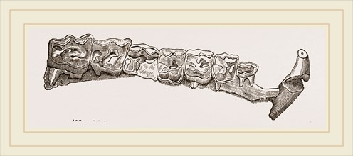 Molar teeth of upper jaw of Palaeotherium magnum