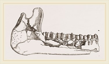 External view of part the lower jaw of Palaeotherium magnum