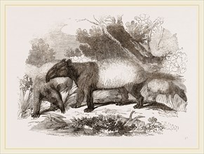 Indian or Malay Tapir