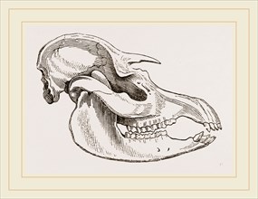 Skull of American Tapir